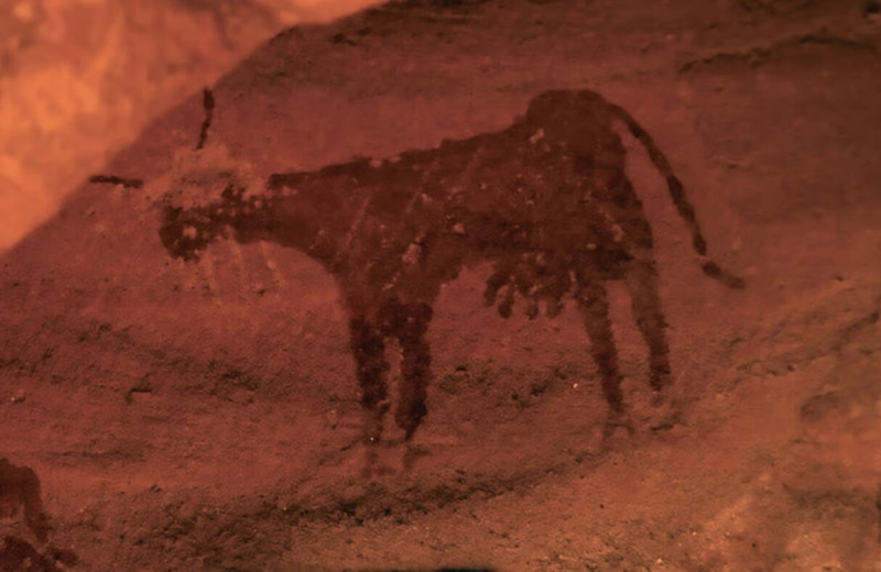 Наскальные рисунки коров в Африке говорят о том, что когда-то Сахара была зеленой