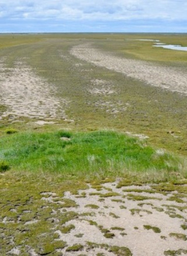 Спутниковые снимки подтвердили способность песцов создавать оазисы в тундре