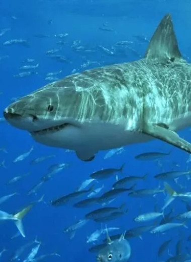 4 самых страшных нападений акул, когда-либо зарегистрированных в истории