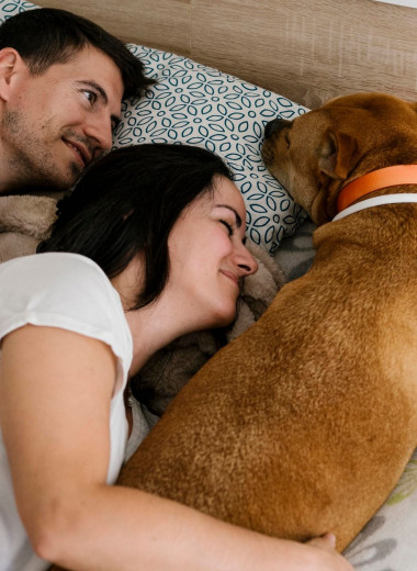 Что не стоит делать в постели, если с вами в спальне собака