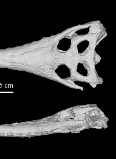 Живший более шести миллионов лет назад крокодил указал на морское прошлое гавиалов