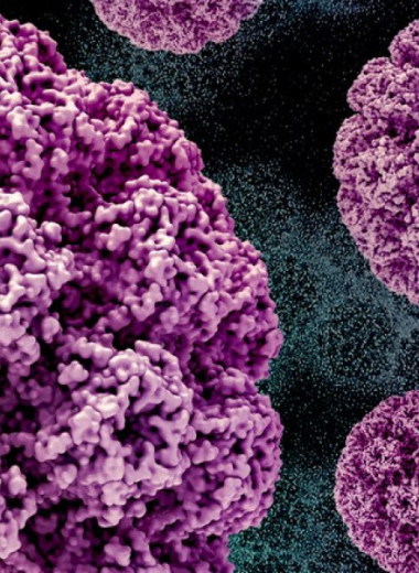 Эффективность одной дозы вакцины от ВПЧ подтвердили в крупных испытаниях