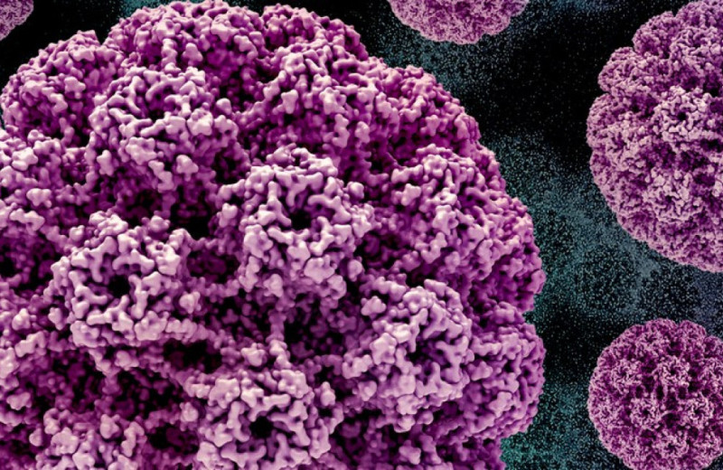 Эффективность одной дозы вакцины от ВПЧ подтвердили в крупных испытаниях