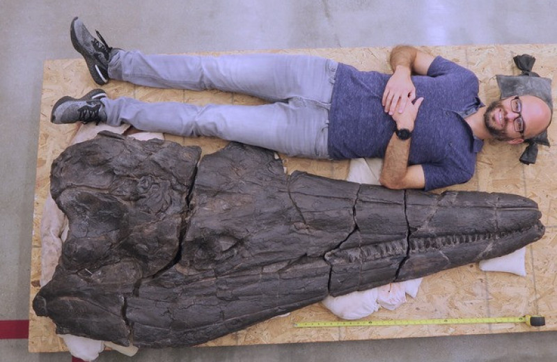 Ихтиозавры достигли размеров современных китов всего за два с половиной миллиона лет