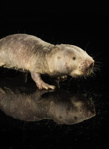 Ген долголетия, полученный от голого землекопа, увеличил продолжительность жизни мышей