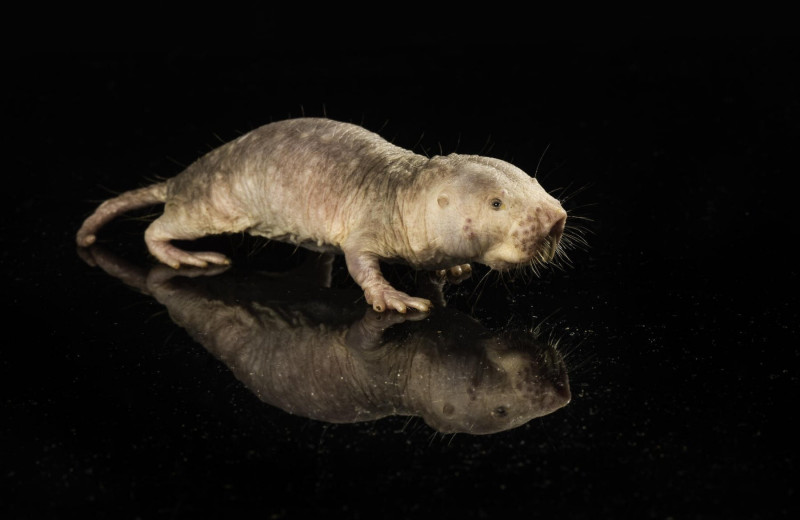 Ген долголетия, полученный от голого землекопа, увеличил продолжительность жизни мышей