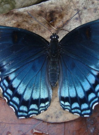Дневные бабочки появились 100 миллионов лет назад в Северной Америке