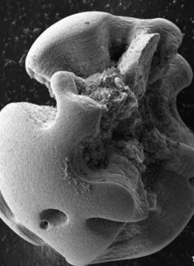 Хемосинтезирующие бактерии окислили марганец