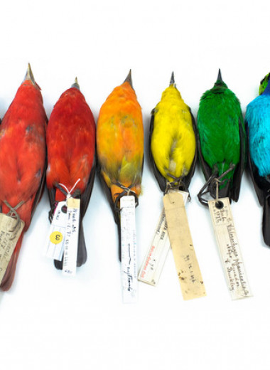 Близость к экватору повысила разнообразие окраски воробьинообразных птиц