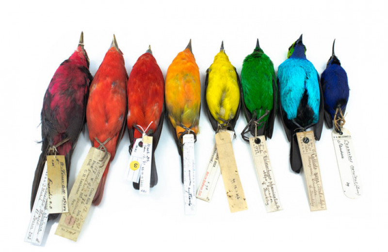 Близость к экватору повысила разнообразие окраски воробьинообразных птиц
