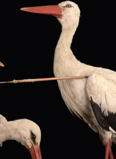 Как птица с копьем в горле решила парадокс, над которым ученые спорили тысячелетиями, от Аристотеля и до начала XIX века