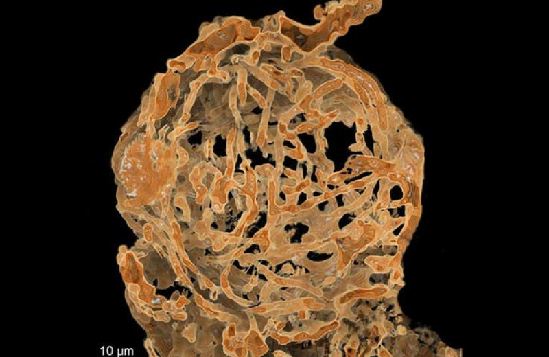 В бирманском янтаре нашли гигантские сперматозоиды возрастом 100 миллионов лет