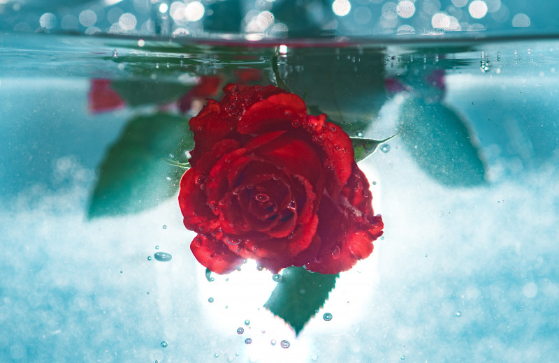 Розовая вода (гидролат розы): чем полезна для кожи, глаз и горла