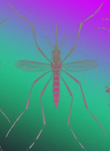 Нехватка воды заставила африканских комаров перейти на человеческую кровь