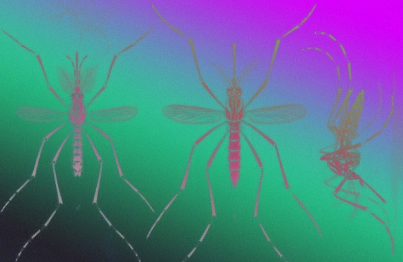 Нехватка воды заставила африканских комаров перейти на человеческую кровь