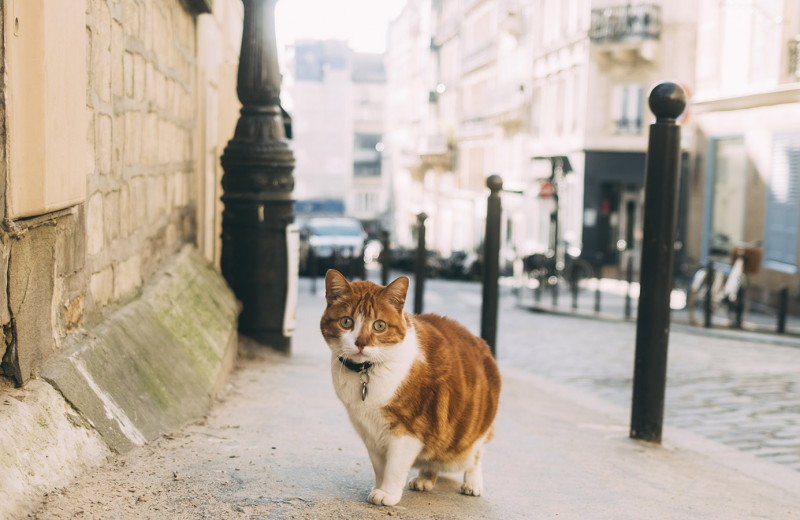 Как «серийные убийцы» кошек во Франции становятся символами социальных проблем