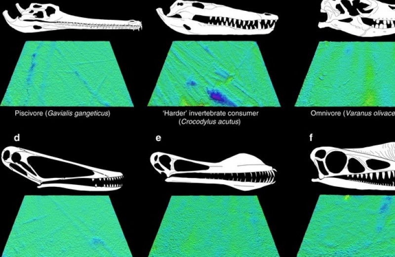 Палеонтологи реконструировали диету 17 родов птерозавров по трещинам на зубах