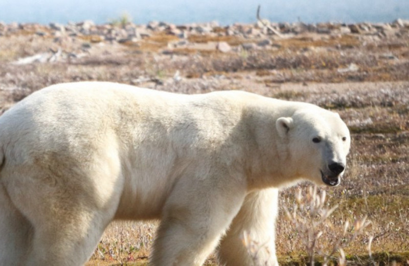 Белые медведи не смогли избежать похудения на суше в летний период