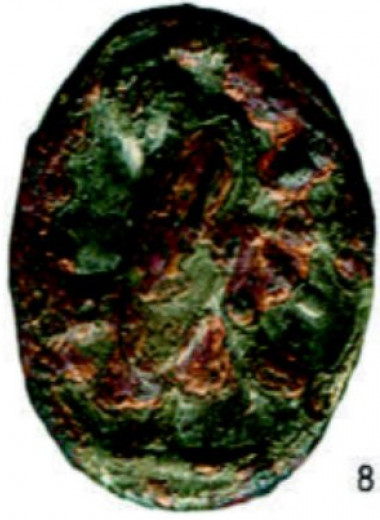 Археологи нашли под Анапой редкий перстень с кельтским воином со щитом