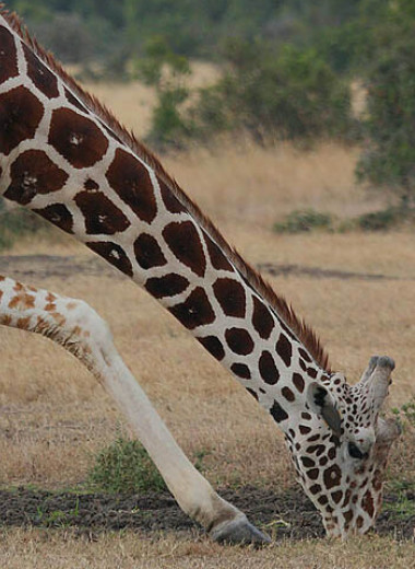 Проблемы роста: как устроена сердечно-сосудистая система жирафа
