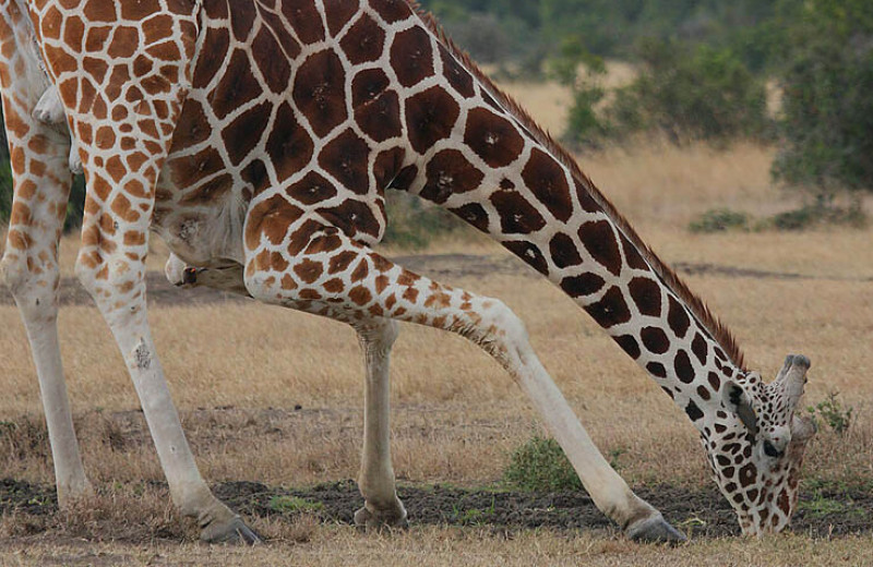 Проблемы роста: как устроена сердечно-сосудистая система жирафа