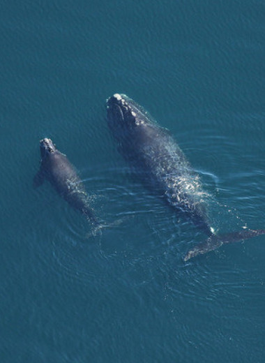 Вымирающие северные гладкие киты родили 17 детенышей