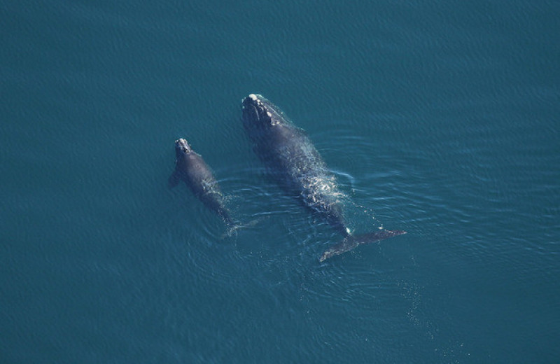 Вымирающие северные гладкие киты родили 17 детенышей