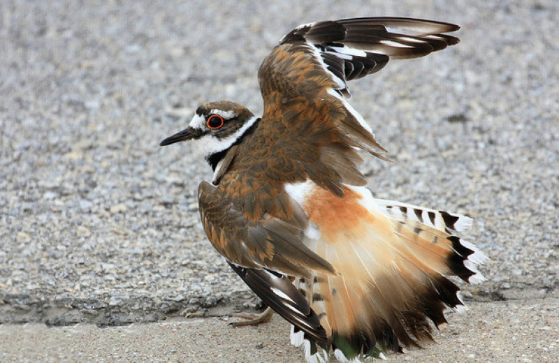 Склонность птиц притворяться ранеными ради защиты гнезда от хищников оказалась широко распространенной