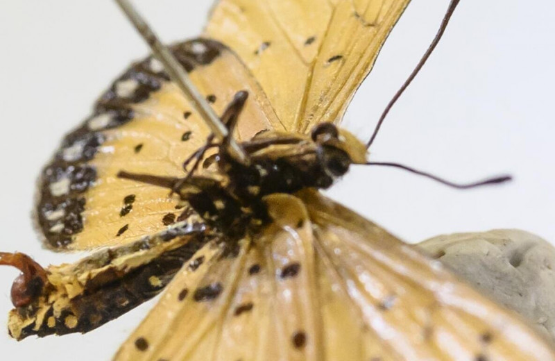 Вынужденная моногамия: зачем бабочкам “пояс” верности