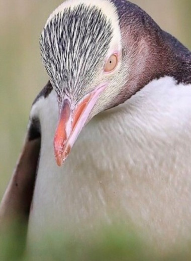 Вымирающих желтоглазых пингвинов разделили на три подвида