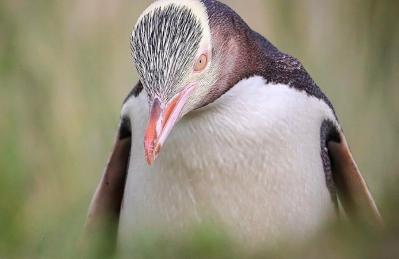 Вымирающих желтоглазых пингвинов разделили на три подвида