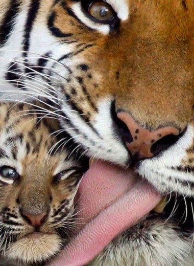 540 последних амурских тигров: как их спасти
