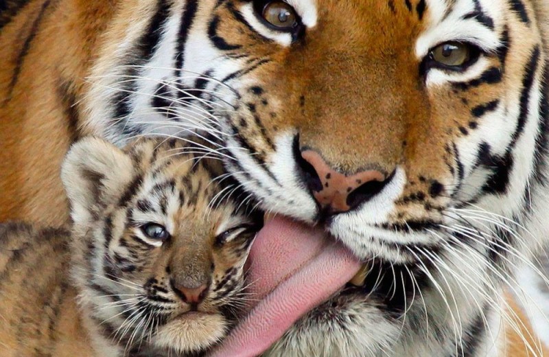 540 последних амурских тигров: как их спасти