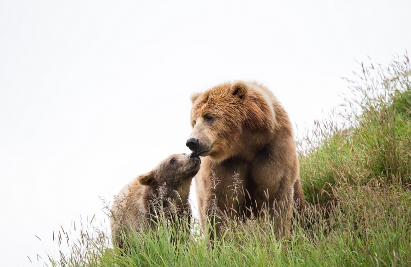 Медведицы стали больше заботиться о медвежатах