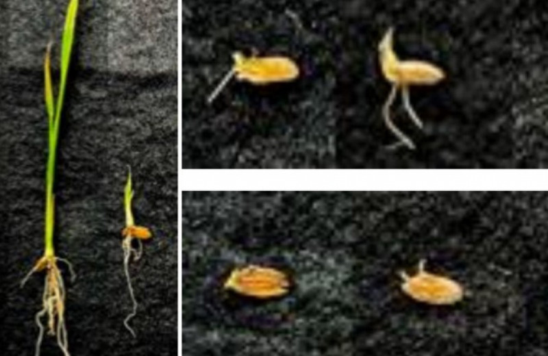Генетически отредактированный рис вырос в имитаторе марсианского грунта