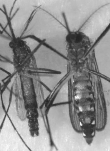 Внедрение одного гена превратило самок комаров в самцов
