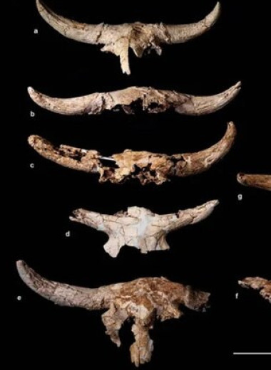 43 тысячи лет назад неандертальцы собирали в пещере коллекцию черепов животных