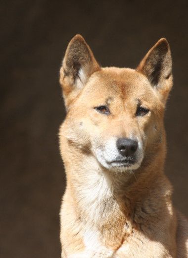 Ученые нашли диких предков новогвинейских поющих собак