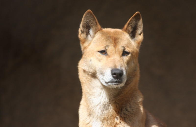 Ученые нашли диких предков новогвинейских поющих собак
