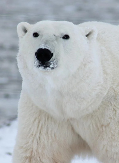 Арктика стремительно тает: масштабы глобального изменения климата в 7 снимках