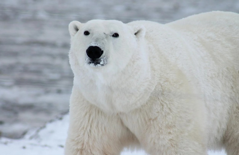 Арктика стремительно тает: масштабы глобального изменения климата в 7 снимках