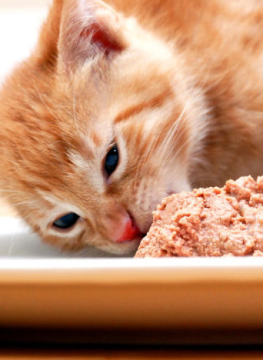 Почему кошка съедает только жидкость из «мокрого корма», а кусочки остаются в миске