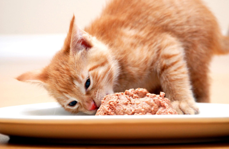 Почему кошка съедает только жидкость из «мокрого корма», а кусочки остаются в миске