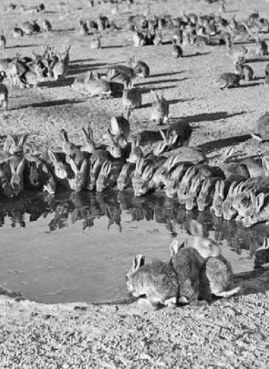 В захвате Австралии кроликами обвинили английского фермера XIX века