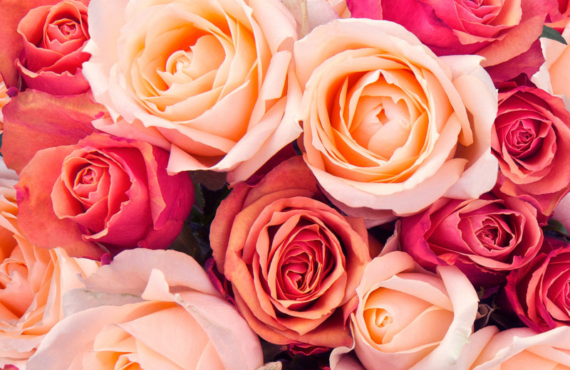 Секреты флористов: как сохранить розы в букете дольше