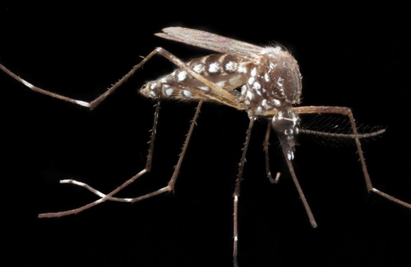 Комары-самцы потянулись к людям ради знакомства с самками
