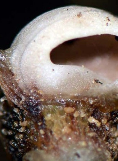 Малайские ботаники описали новый вид паразитирующих на грибах подземных растений