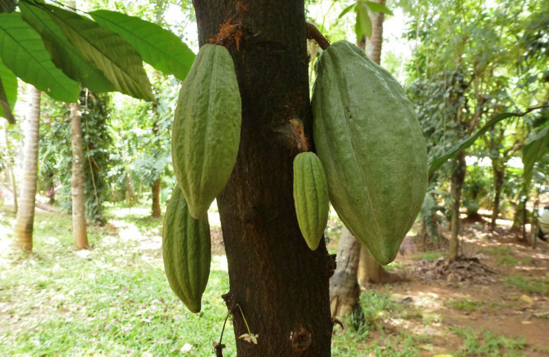 Плантации какао оказались полезными для представителей фауны