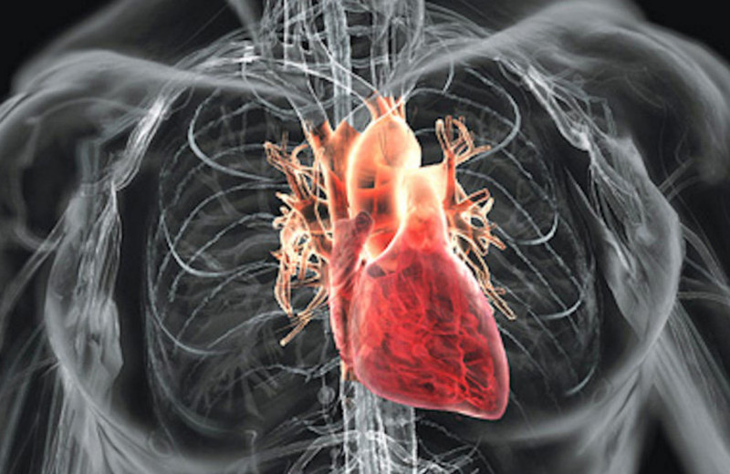 Как ученым удалось вырастить клетки сердца и мозга без помощи генетики