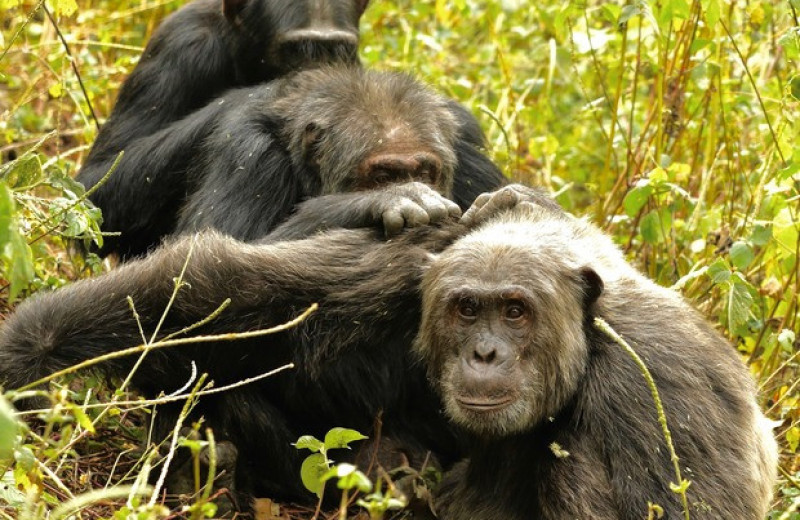 Стареющие шимпанзе предпочли крепкую дружбу новым знакомствам